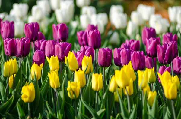 Tulips — Stock Photo, Image