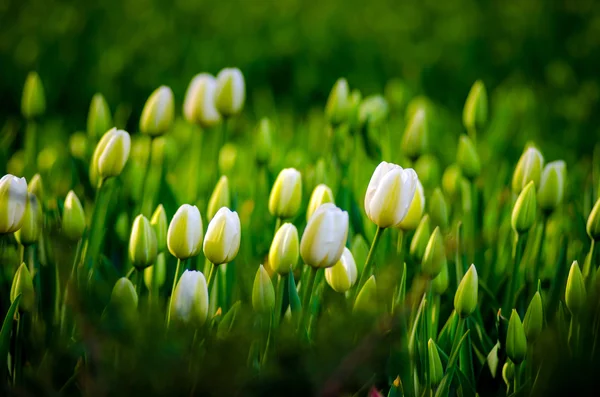 Tulips — Stock Photo, Image