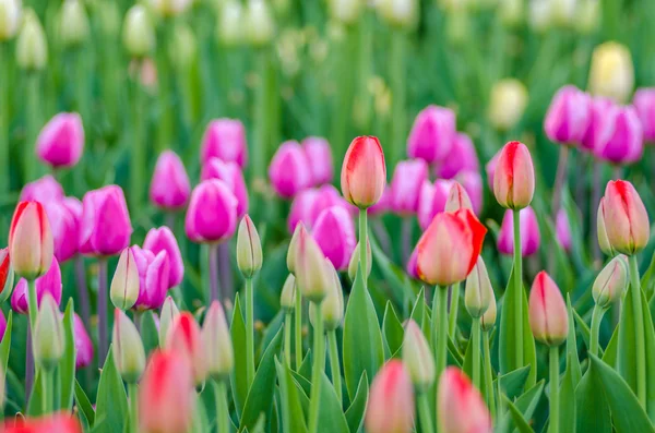 Tulips — Stock Photo, Image