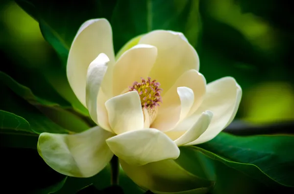 Vårblomma magnolia träd Stockbild