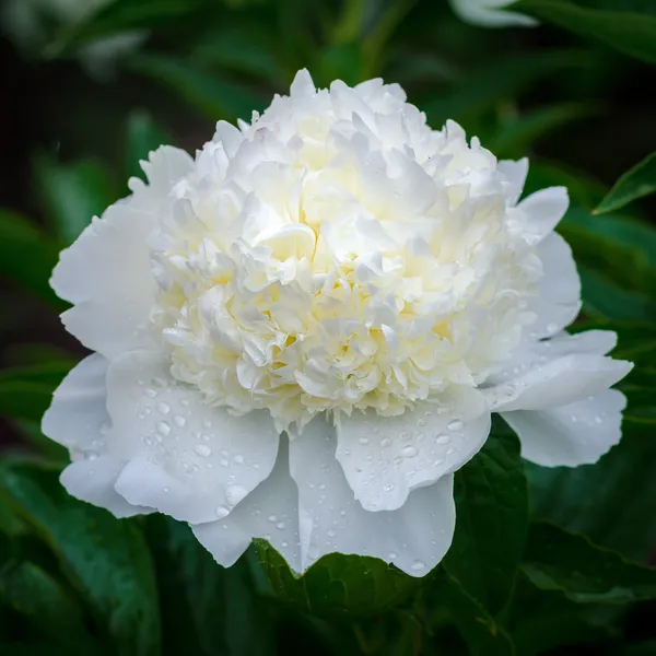 White peony Stock Photos, Royalty Free White peony Images Depositphotos