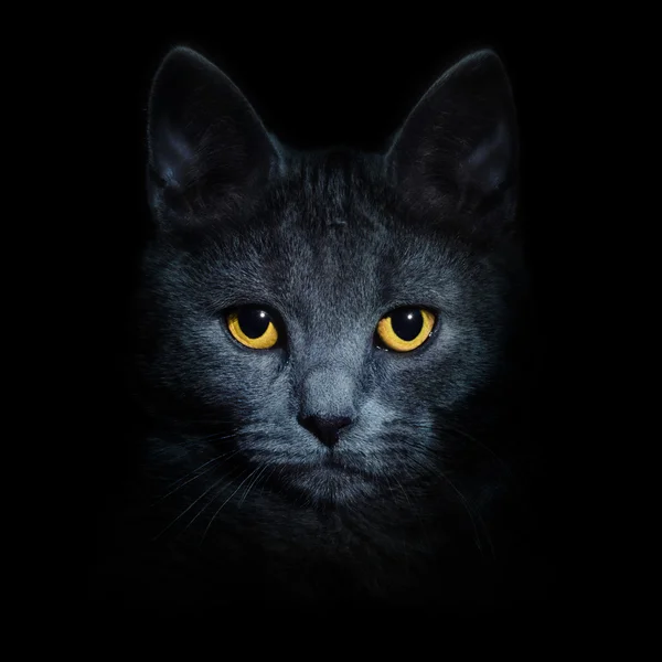 Katt på svart bakgrund Stockbild