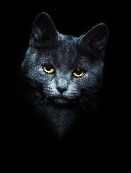 黑色背景上的猫 图库照片