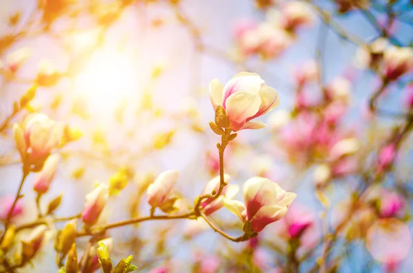 Różowy magnolia — Zdjęcie stockowe