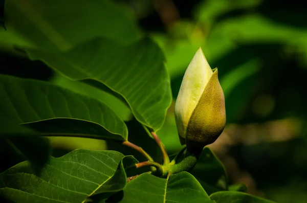 Magnolia bourgeon — Photo