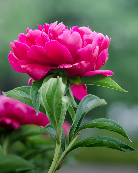 Peony — Stockfoto