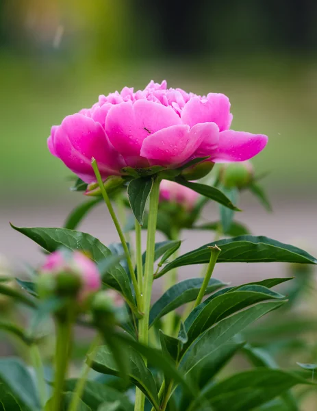 Peony — Stockfoto