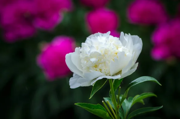 Witte pioen — Stockfoto