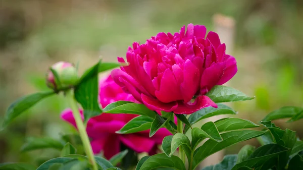 Peonia — Foto Stock