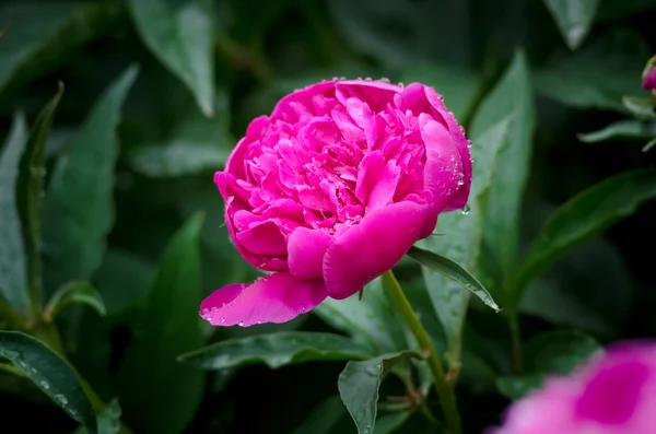 Peony — Stockfoto