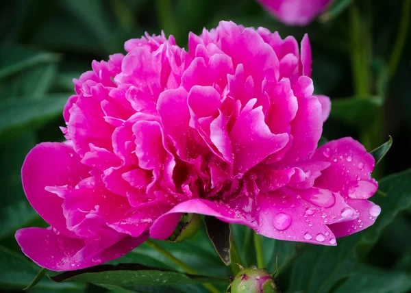 Peonia — Foto Stock