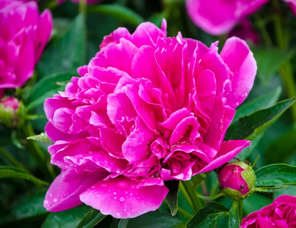 Peony — Stockfoto