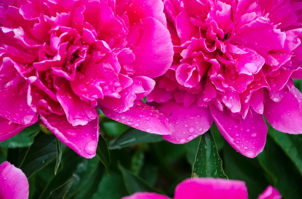 Peony — Stock Photo, Image