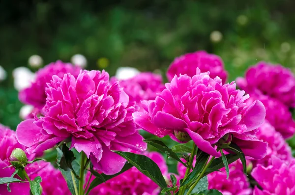 Peony — Stockfoto