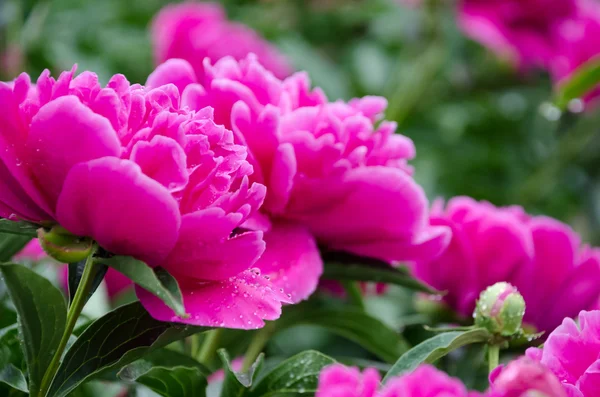 Peony — Stock Photo, Image