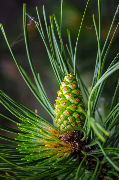 Pine with Cone — Stock Photo, Image