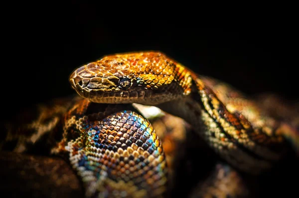 Snake. Boidae family — Stock Photo, Image