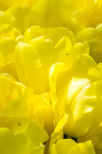 Tulips — Stock Photo, Image