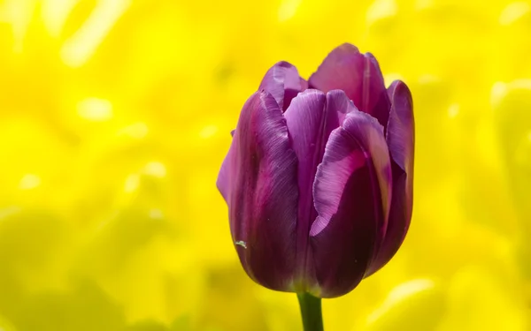 Tulipas — Fotografia de Stock