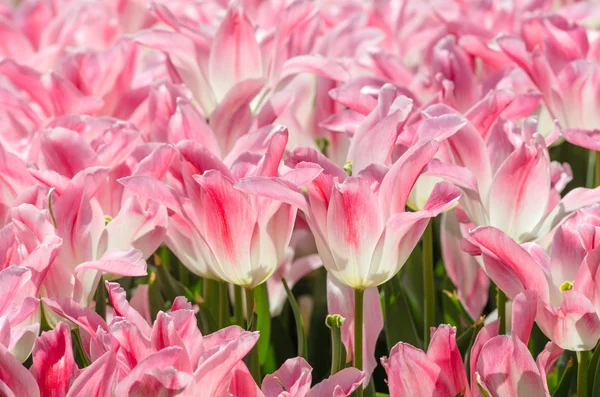 Tulipani — Foto Stock