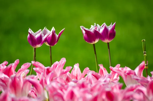 Tulipas — Fotografia de Stock