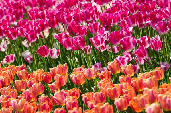 Tulips — Stock Photo, Image