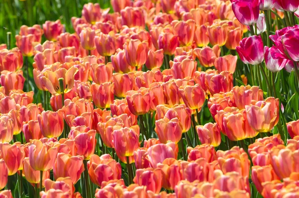 Tulips — Stock Photo, Image