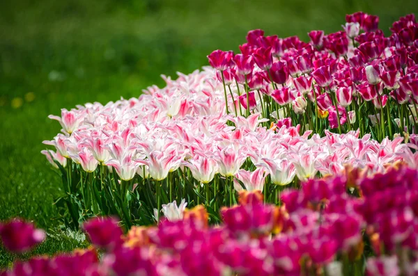 Tulips — Stock Photo, Image