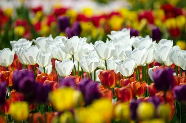 Tulips — Stock Photo, Image