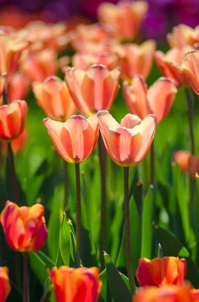 Tulips — Stock Photo, Image