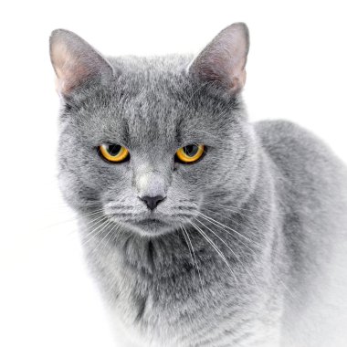 İngiliz mavi kedi
