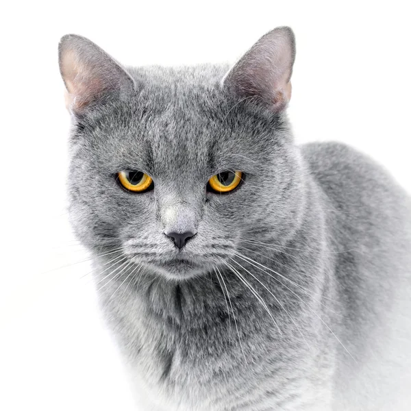 Brittiläinen sininen kissa — kuvapankkivalokuva