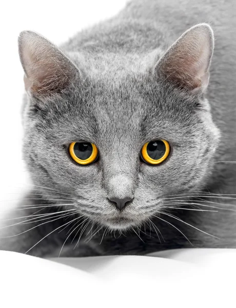 British blue cat — Stock Photo, Image