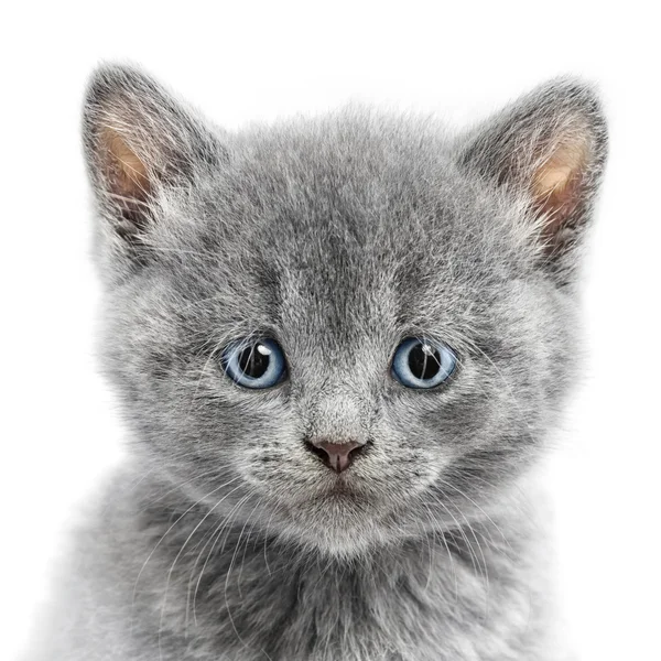 Kitten — Stock Photo, Image