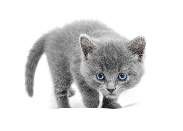 Kitten — Stock Photo, Image