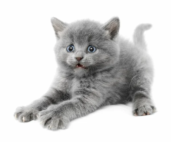 Kitten — Stock Photo, Image