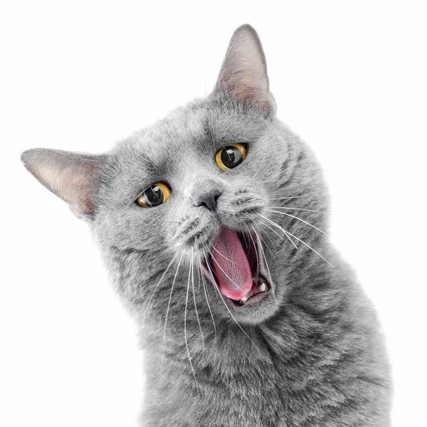 Singing cat — Stock Photo, Image