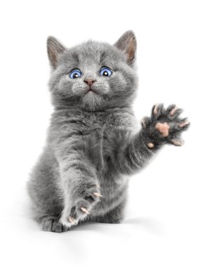 Yavru kedi