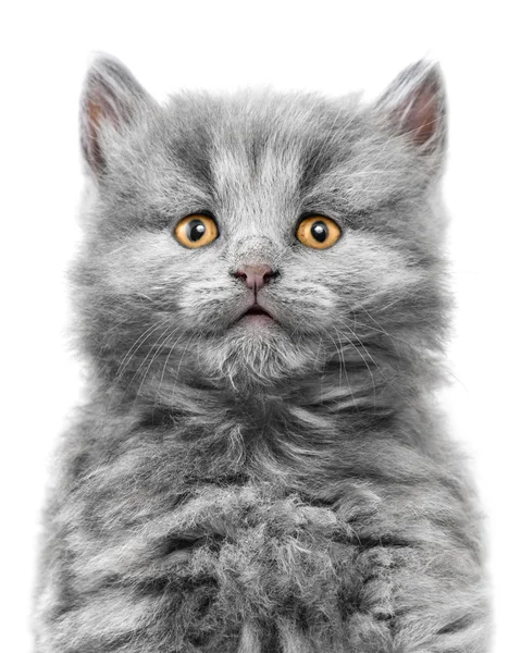 Kitten — Stock Photo, Image