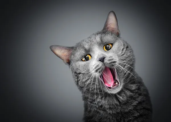 Śpiew kot — Zdjęcie stockowe