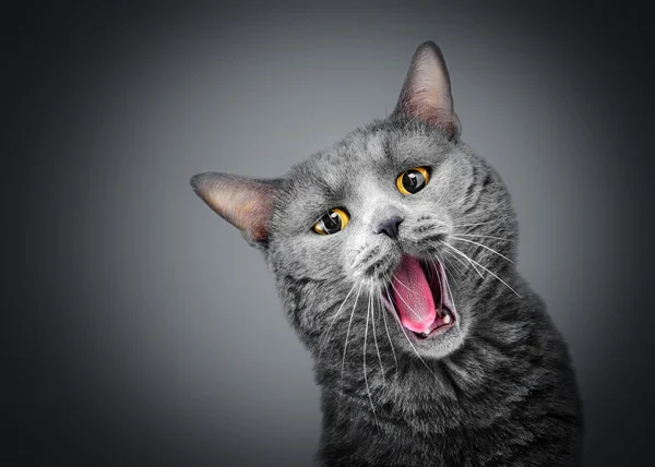 唱歌的猫 免版税图库照片