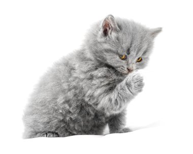 Yavru kedi