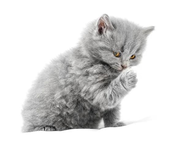 Kitten — Stock Photo, Image