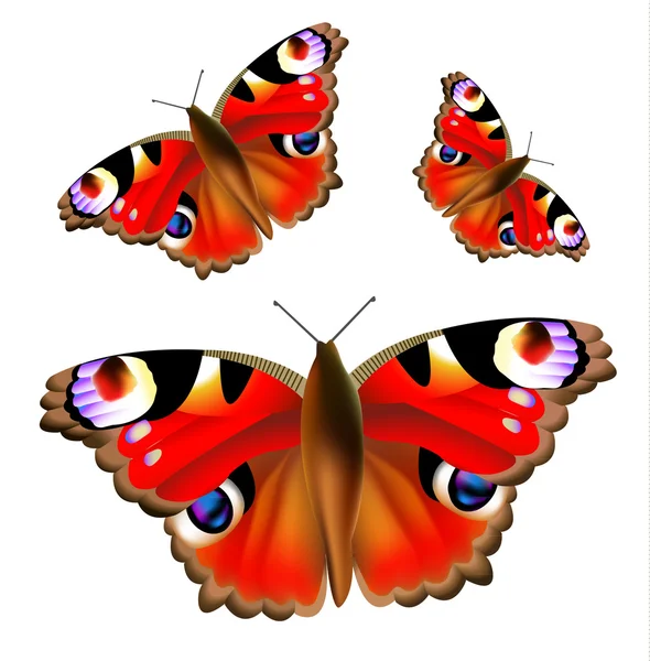 Hermosa mariposa, ilustración vectorial . — Vector de stock