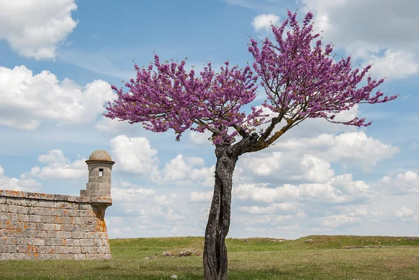 Träd i blom i slottet — Stockfoto