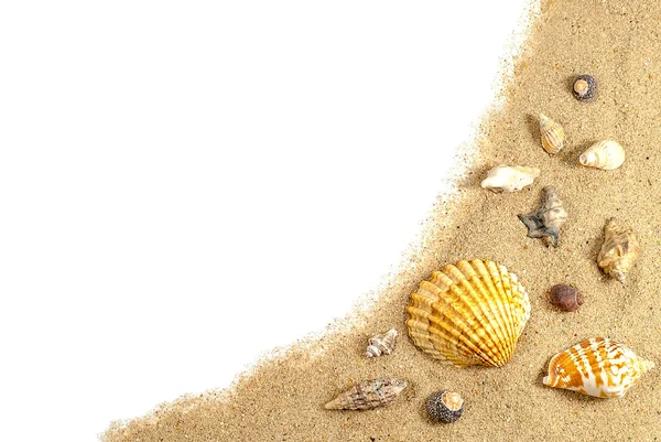 Spiaggia di sabbia e conchiglie — Foto Stock