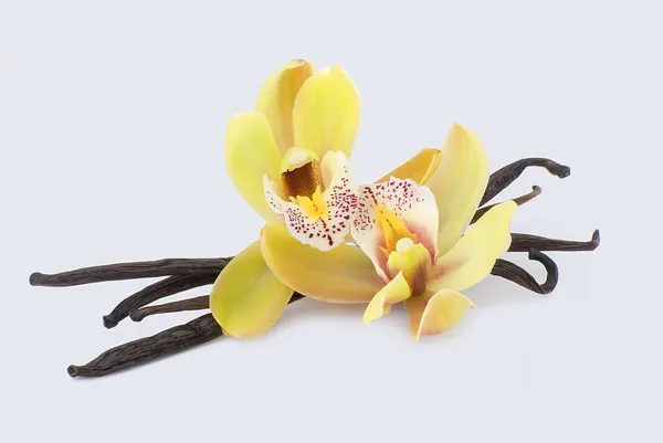 Vanilla and flowers Royalty Free Stock Images