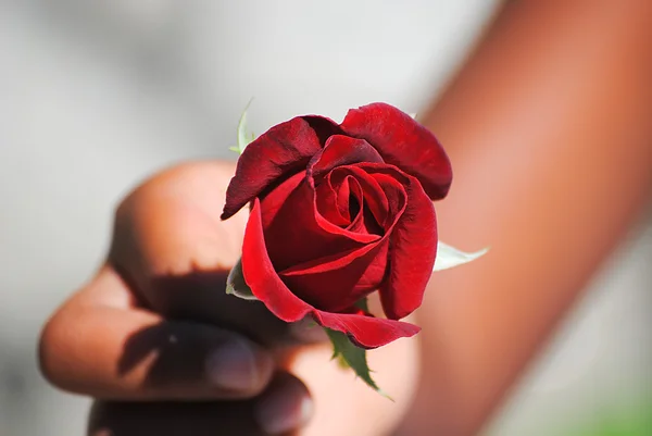 Red rose in hand — Stock Photo, Image