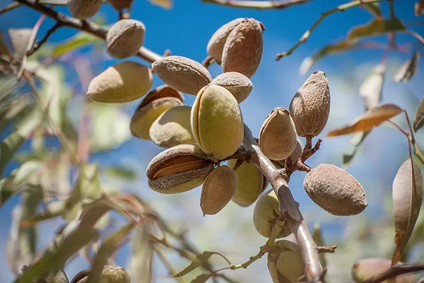 Almonds on Tree Royalty Free Stock Images
