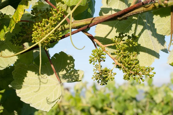Jonge groene druif op wijnstok — Stockfoto